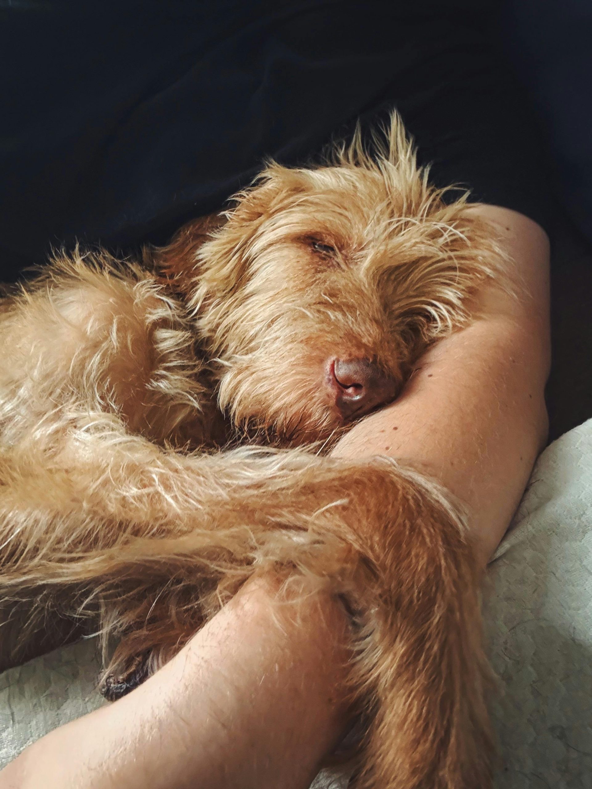 A cozy brown dog sleeping peacefully in a person's arm, creating a tranquil and loving moment.